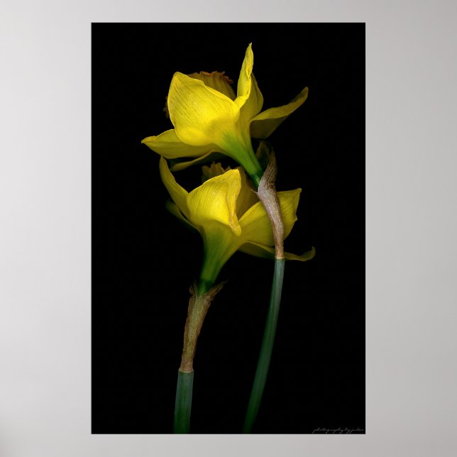 Póster Daffodil I (Frente)