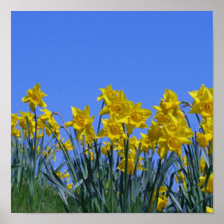 Póster Daffodil Sky