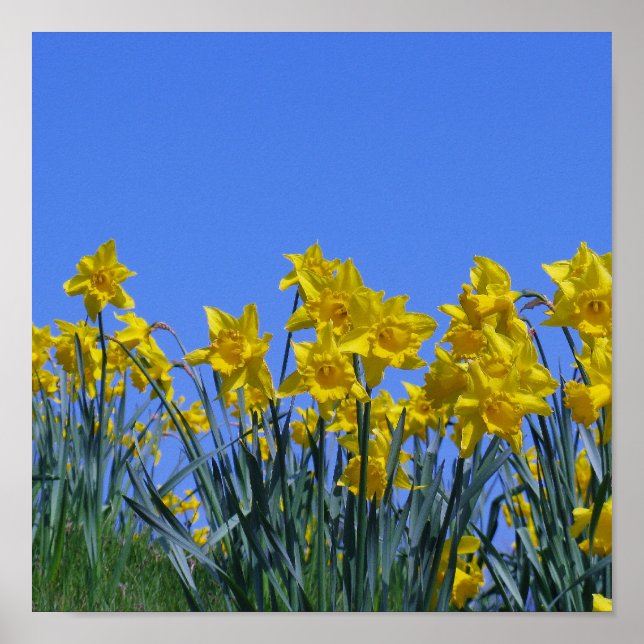 Póster Daffodil Sky (Frente)