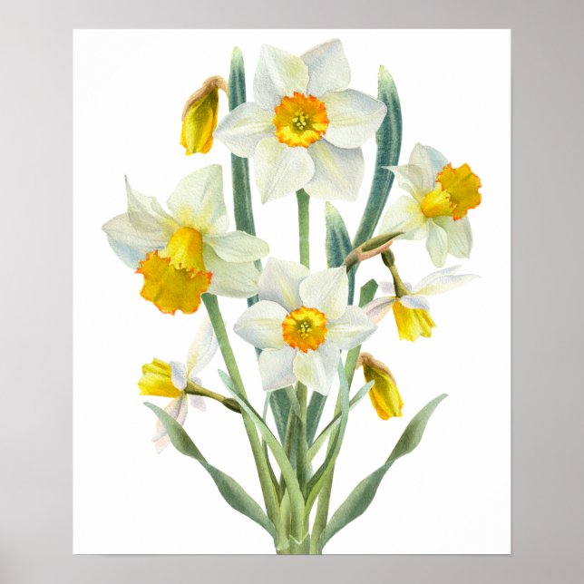 Póster Daffodil Spring Flower Bouquet Floral acuarela flo (Frente)