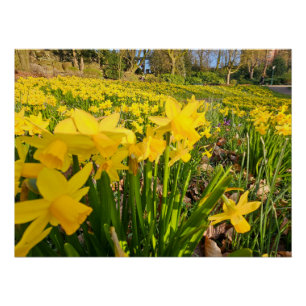 Póster Daffodils