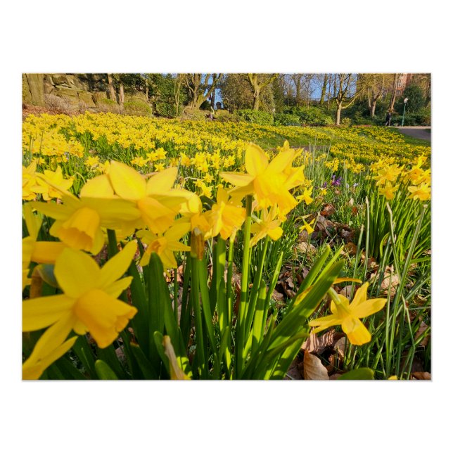 Póster Daffodils (Anverso)