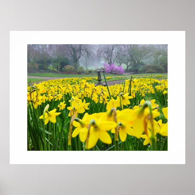 Póster Daffodils  (Frente)