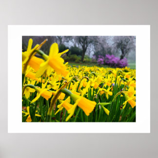 Póster Daffodils 