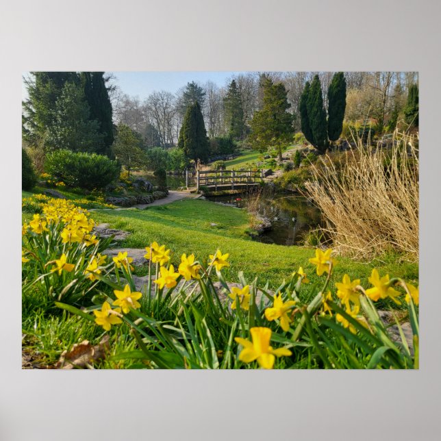 Póster Daffodils (Frente)