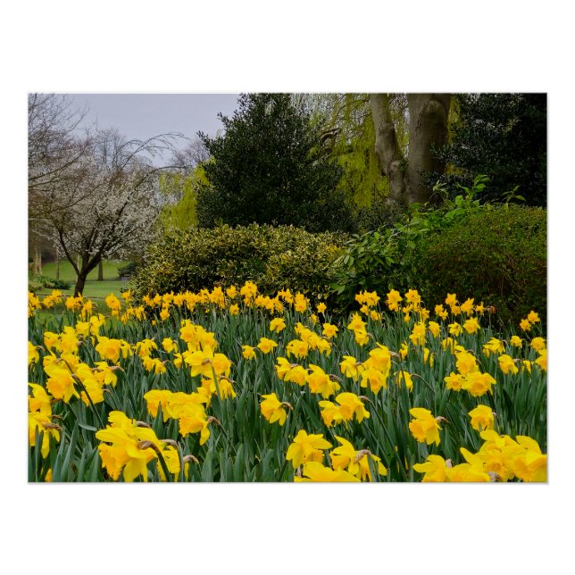 Póster Daffodils (Anverso)