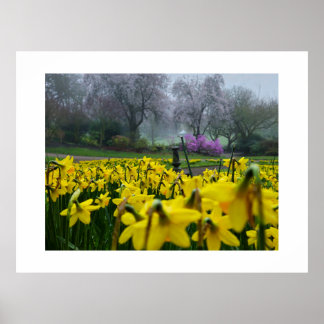Póster Daffodils 