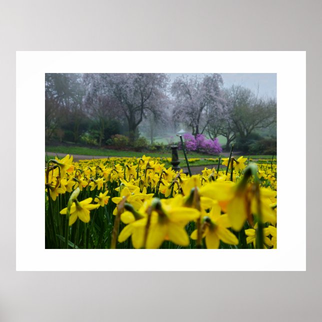 Póster Daffodils  (Frente)