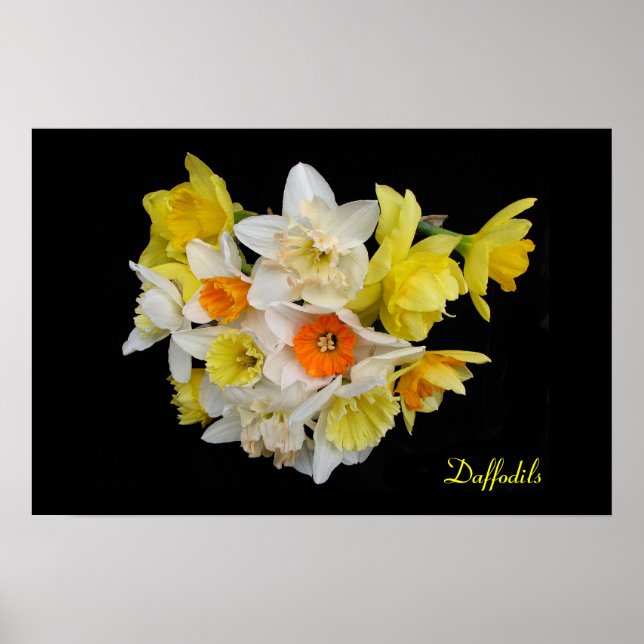 Póster Daffodils (Frente)