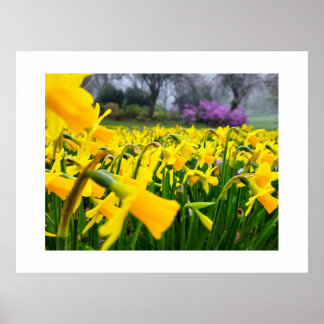 Póster Daffodils 