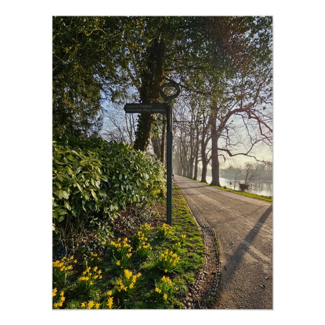 Póster Daffodils (Anverso)
