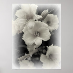 PÓSTER DAFFODILS EMERGENTES