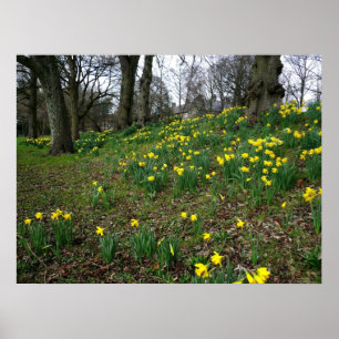 Póster Daffodils. Jardines Sophia, Cardiff, Gales. Reino 