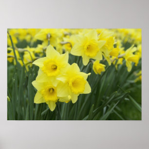 Póster Daffodils RF)