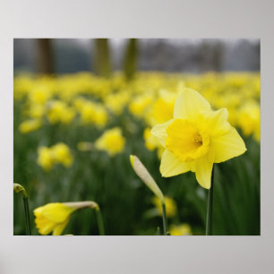 Póster Daffodils (RF)