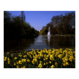 Póster Daffodils St James Park Londres