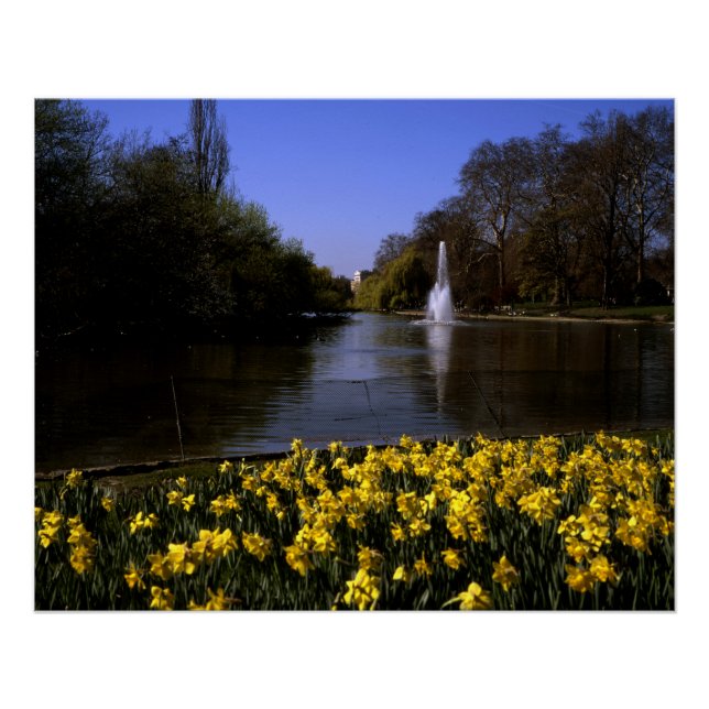 Póster Daffodils St James Park Londres (Anverso)