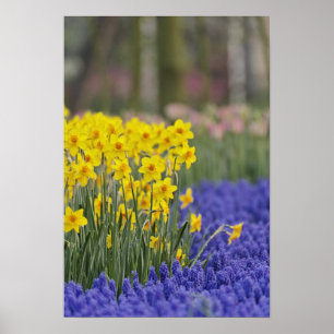 Póster Daffodils y Hyacinth de uva, Keukenhof