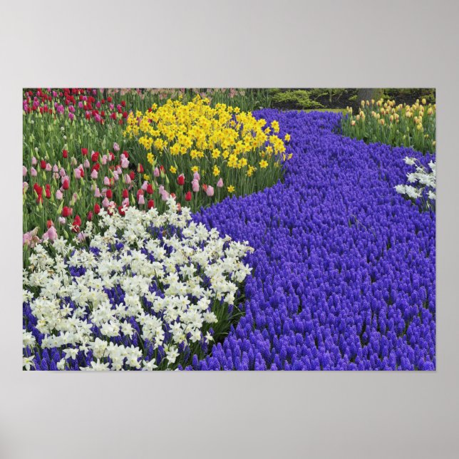Póster Daffodils y Hyacinth de uva, Keukenhof 2 (Frente)