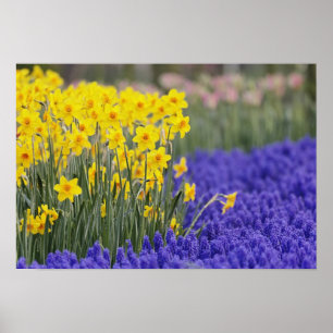 Póster Daffodils y Hyacinth de uva, Keukenhof 3