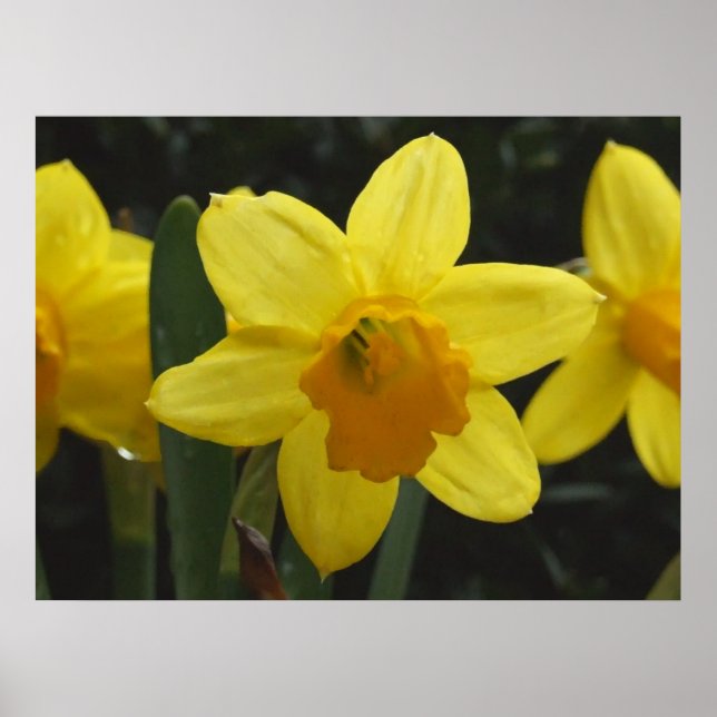 Póster Daffy (Frente)