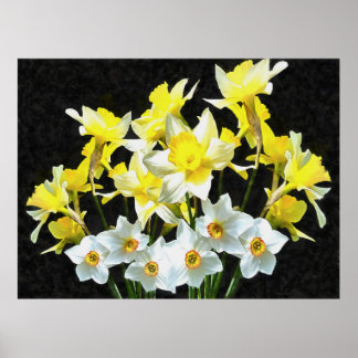Póster Dafóditos Amarillos Y Narcisos Blancos En Gris