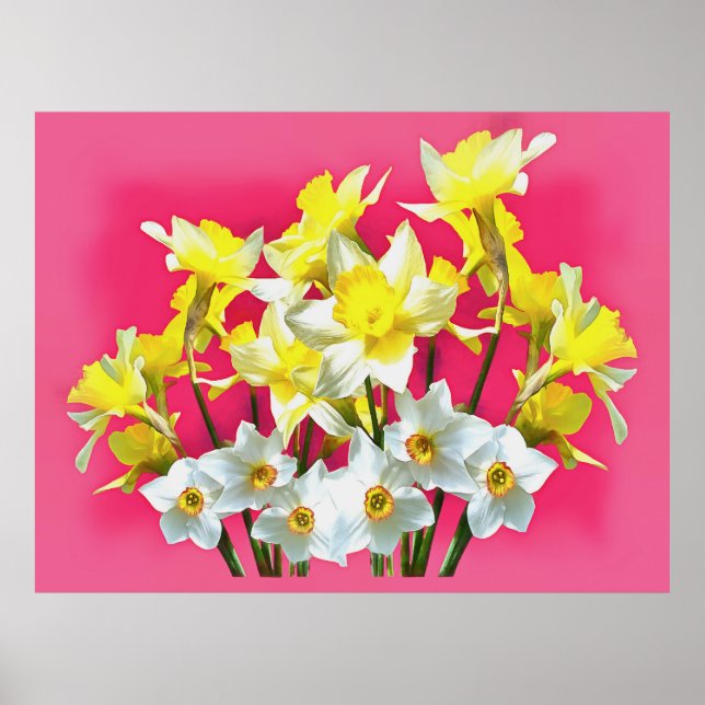 Póster Dafóditos Amarillos Y Narcissi Blanco Viva Magenta (Frente)