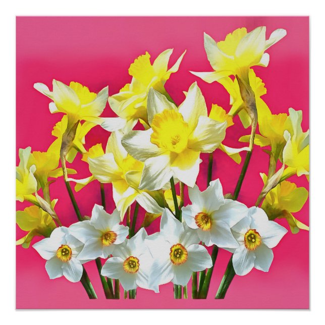 Póster Dafóditos Amarillos Y Narcissi Blanco Viva Magenta (Anverso)