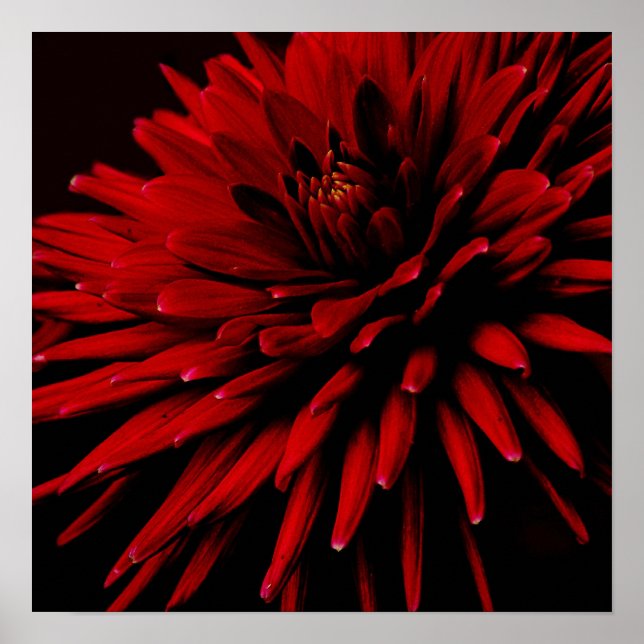 Póster dahlia (Frente)