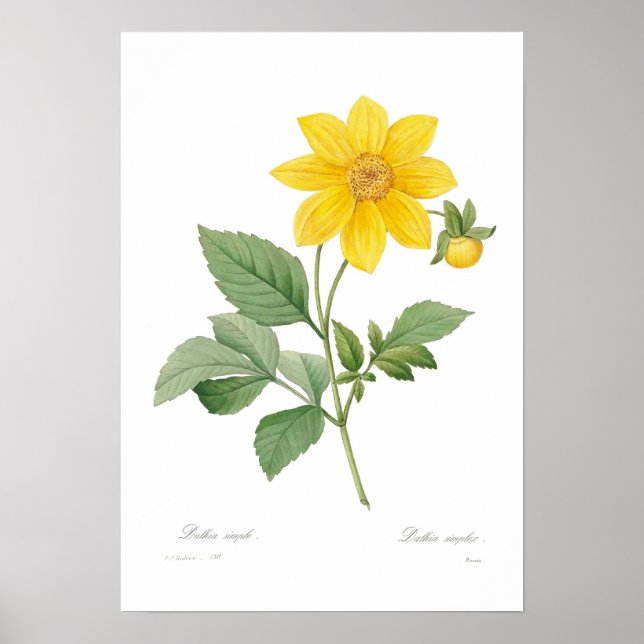 Póster Dahlia (Frente)