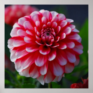 Póster Dahlia