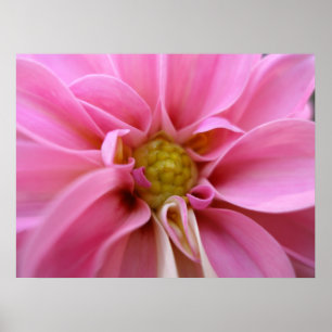Póster Dahlia