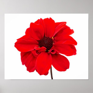 Póster Dahlia Bishop Red