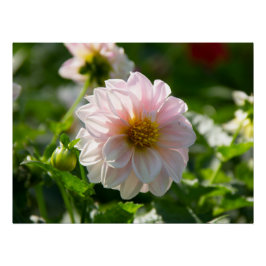 Póster Dahlia blanca en la foto del jardín
