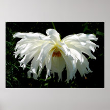 Dahlia blanca llorosa