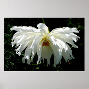 Póster Dahlia blanca llorosa