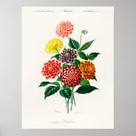 Póster Dahlia Charles Dessalines D' Orbigny Vintage Book