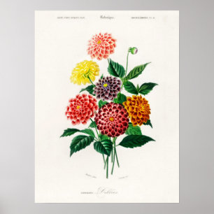 Póster Dahlia Charles Dessalines D' Orbigny Vintage Book