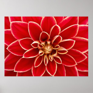 Póster Dahlia Closeup