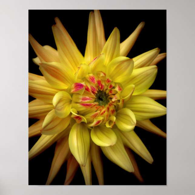 Póster Dahlia Corona Amarillo (Frente)