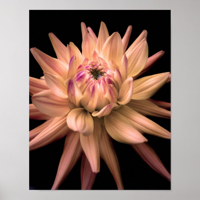 Póster Dahlia Corona Cream (Frente)