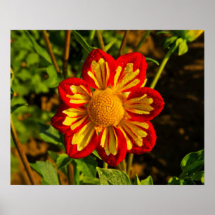 Póster Dahlia, dahlia farm, Canby, Oregon, USA 1