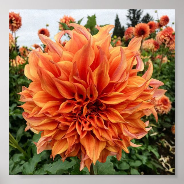 Póster Dahlia de Peach de Sherwood (Frente)