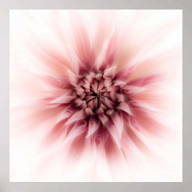 Póster Dahlia Dream (Frente)
