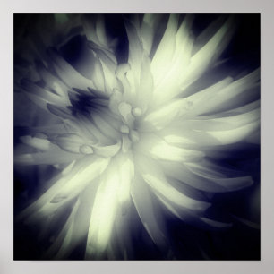 Póster Dahlia Flor Negro Y Blanco Alto Contraste