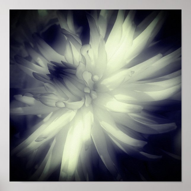 Póster Dahlia Flor Negro Y Blanco Alto Contraste (Frente)