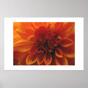 Póster Dahlia Flower