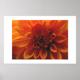 Póster Dahlia Flower