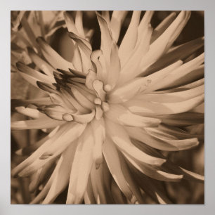Póster Dahlia Flower Close En Sepia