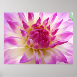 Póster Dahlia Flower imprime Dahlias de verano blanco ros